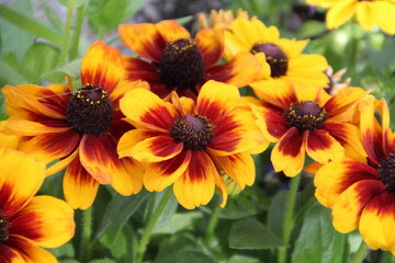 Garden In Bloom, Banff National Park, Alberta