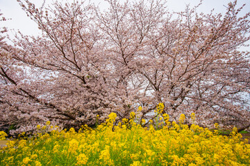 風土記の丘の桜