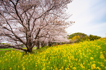 風土記の丘の桜
