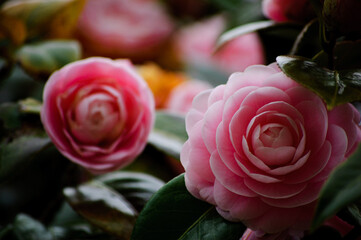pink camellia in garden