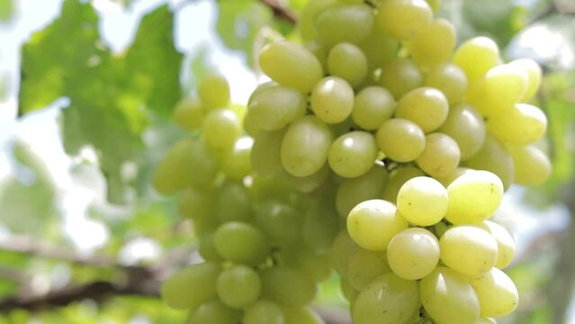 Close-up photo of green grapes. Organic vineyard farming concept. Golden yellow green grapes, sweet taste, fragrant, crispy, fresh from the tree.