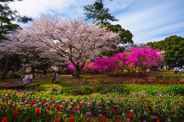 Fototapeta premium 別府公園