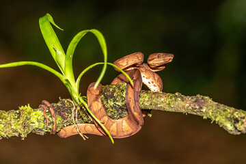 The corn snake (Pantherophis guttatus or Elaphe guttata) is lying on the stone, dry grass and dry leaves round. Up to close. Red, brown and yellow color snake.