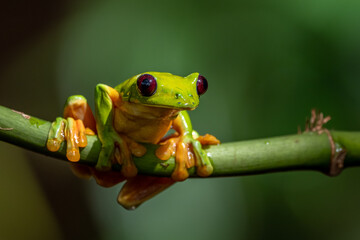 Gliding tree frog (Agalychnis spurrelli) is a species of frog in family Hylidae. It is found in...