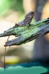 Smooth helmeted iguana sometimes also known as helmeted iguana, helmeted basilisk, elegant helmeted lizard, (Corytophanes cristatus) is a species of New World lizard in the family Corytophanidae