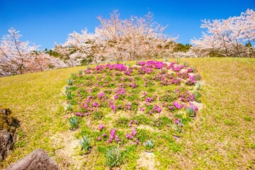 Fototapeta premium 渓石園