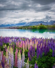 Late spring Lupins on the shore of Lake Tekapo, New Zealand