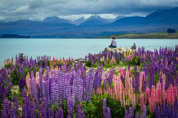Late spring Lupins on the shore of Lake Tekapo, New Zealand