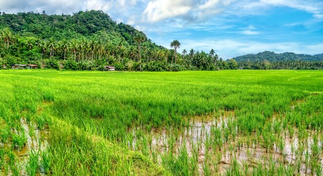 Panoramic view of a large rice paddy surrounded by hills and coconut palm trees, in Oriental Mindoro Province, Mindoro Island, Philippines.