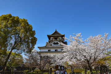 Fototapeta na wymiar 満開の桜と国宝犬山城