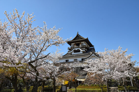 満開の桜と国宝犬山城