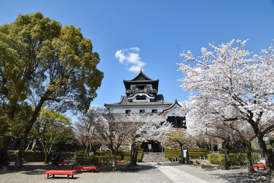 満開の桜と国宝犬山城