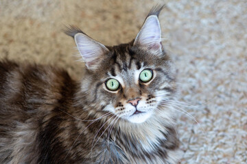 Gray striped big cat with green eyes. Maine Coon breed. Close-up portrait of a cat.