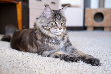 Gray striped big cat with green eyes. Maine Coon breed. The cat lies on a light background.