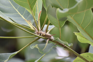 close up of a caterpillar