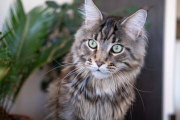 Gray striped big cat with green eyes. Maine Coon breed. Cat and house flowers in pots.