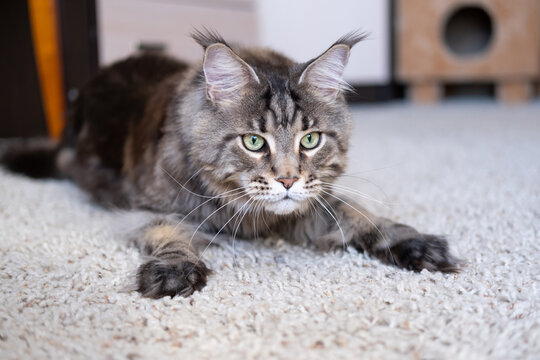 Gray striped big cat with green eyes. Maine Coon breed. The cat is looking for a toy.
