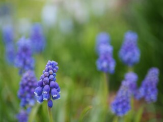 春の野に咲くムスカリ達