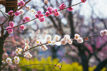羽根木公園の梅