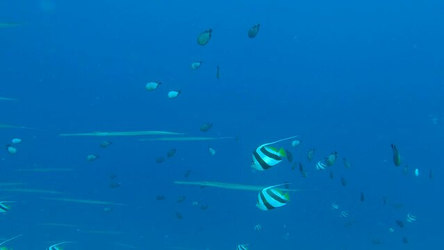 Mixed shoal of fish swim in blue water. School of Bannerfish - Heniochus diphreutes, Threespot dascyllus - Dascyllus trimaculatus and Smooth Flutemouth - Fistularia commersonii float in same direction