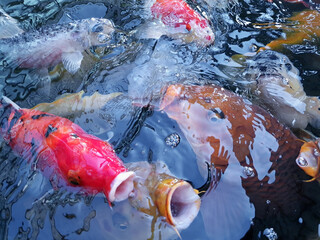 Colourful fancy carb in the pond