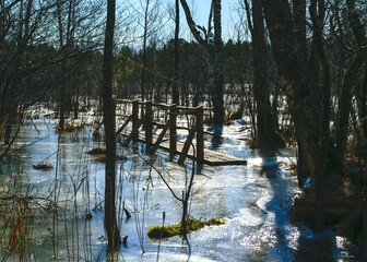bare trees in early spring, old tree trunks, tree trunks frozen in ice, flooded lake shore