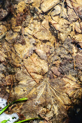 abstract view of frozen leaves on the shore of a flooded lake