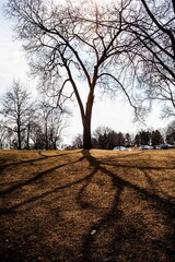 tree in the park