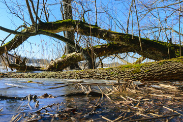 Fototapeta na wymiar bare tree trunks in spring, old trees on the lake shore