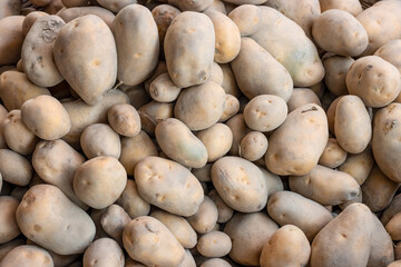 Organic fresh raw potatoes on a crate close up shot