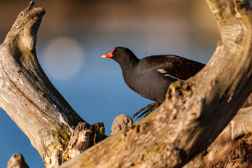 Moorhen walking along the water's edge in London