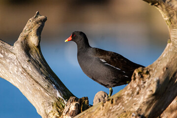 Moorhen walking along the water's edge in London
