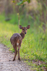 Fototapeta premium Female hog deer and her fawn walking down the road in Kaziranga National Park, India