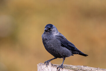 Jackdaw perches on a branch on a clear summers day in London