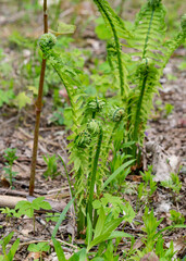 Fern leaf leaf background, young, green shoots of fern (Polypodiophyta), spring season. Close-up