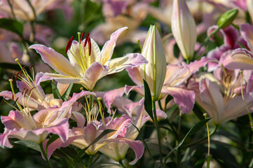 morning light at Colorful lily flowers in the spring garden
