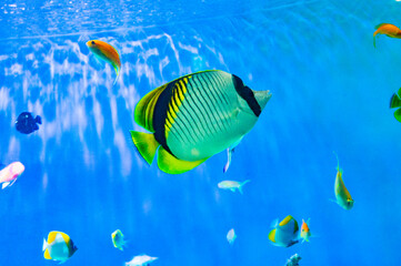 Fototapeta na wymiar 水族館の熱帯魚