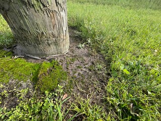 stump in the grass