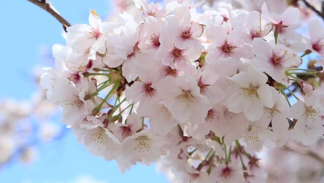 卒業、入学、花見シーズンに満開に咲き誇る春の桜