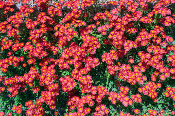 一面の菊の花