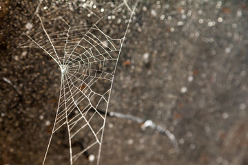 Spider web on a dark background, close up.