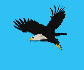 Bald eagle swoop attack hand draw and paint color on checkered background vector illustration.
