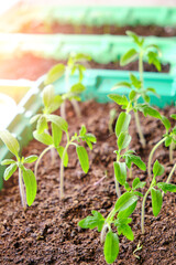 Sprouted seedlings, preparation for summer dacha season, growing vegetable plants.