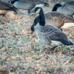 Beautiful Wild Canada Goose in the Woods