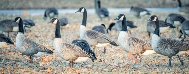 Beautiful Wild Canada Goose in the Woods