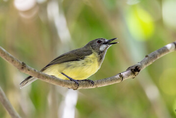 Fairy Gerygone  in Queensland Australia
