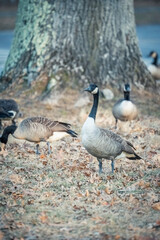 Beautiful Wild Canada Goose in the Woods