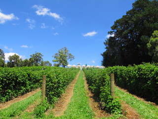 Fototapeta na wymiar Raspberry tree in garden with blue sky in Melbourne, Australia. Have copyspace.