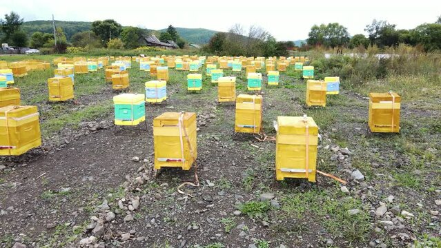 Industrial apiary in a green field. View from above. Many yellow hives stand not far from the Russian village. Honey production.