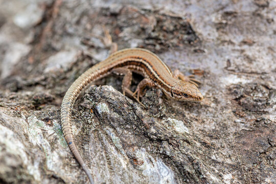 Iberian wall lizard on a wooden trunk. Podarcis hispanica.